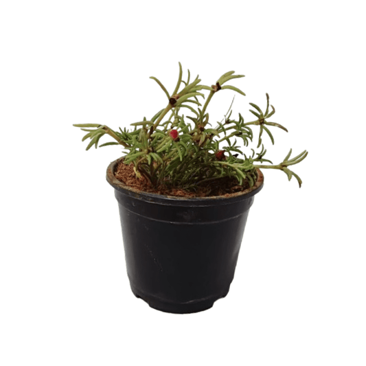 Portulaca / Purslane Plant