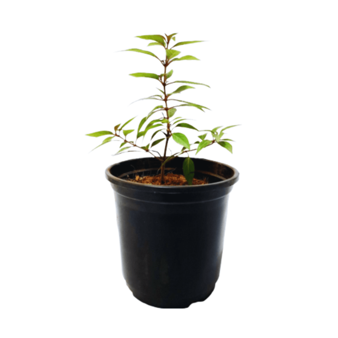 Raat Ki Rani, Raat Rani, Night Blooming Jasmine Plant ManBhawan Nursery