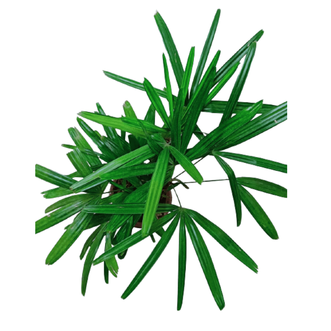 Rhapis Palm / Lady Palm with Pot