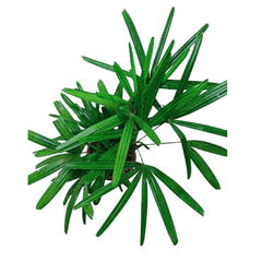 Rhapis Palm / Lady Palm with Pot