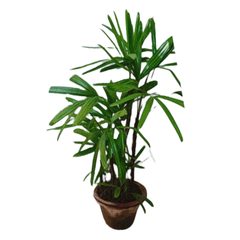 Rhapis Palm / Lady Palm with Pot