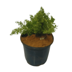 Rosemary Plant