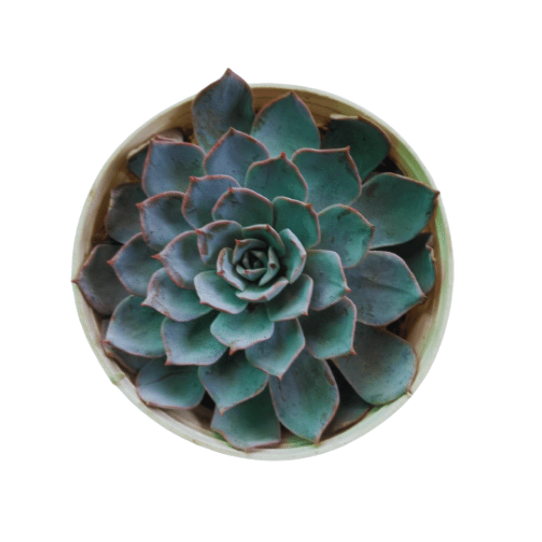 Vishnu Kamal Succulent Plant