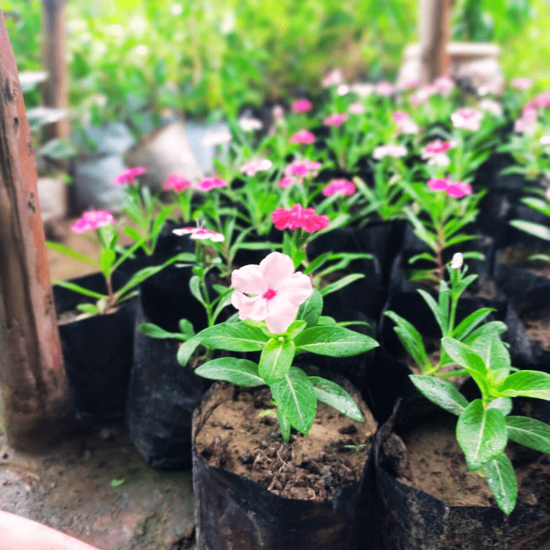 Vinca/Sadabahar Plant