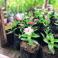 Vinca/Sadabahar Plant