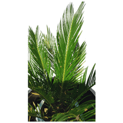 Sago Palm / Cycas Palm with Pot