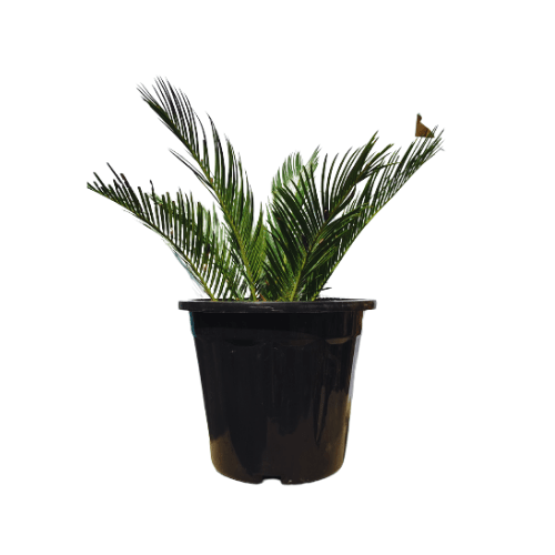 Sago Palm / Cycas Palm with Pot