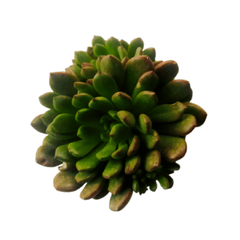 Sedeveria Pink Ruby Succulent