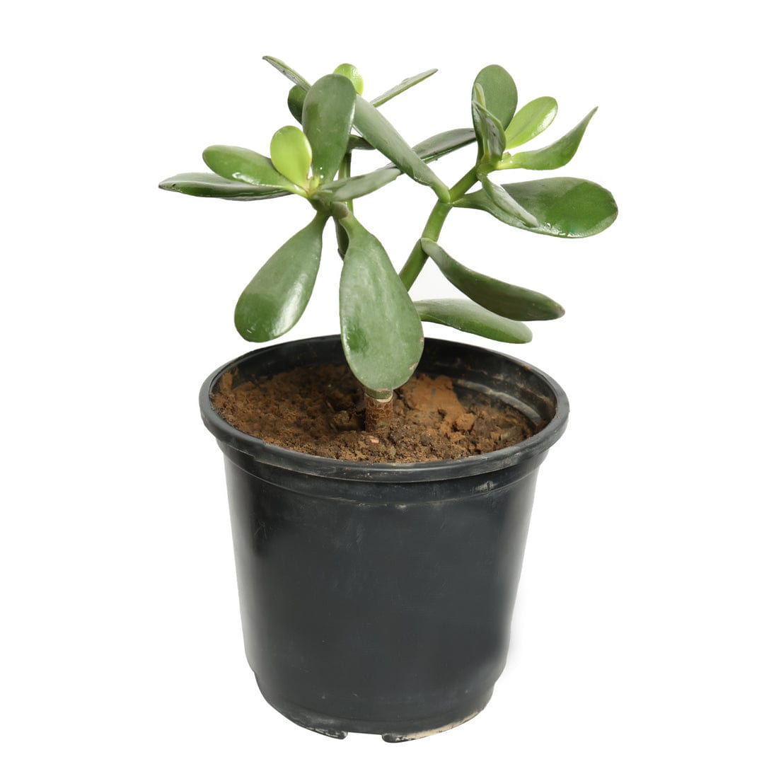 Crassula Ovata / Silver Jade Plant