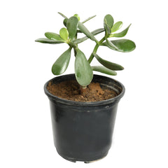 Crassula Ovata / Silver Jade Plant