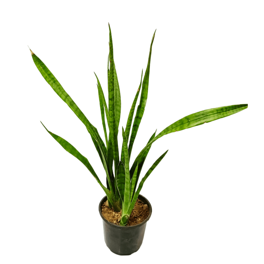 Snake Plant Green