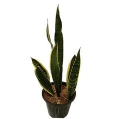 Snake Plant Golden