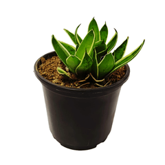 Snake Plant Yellow 4 Inch Pot