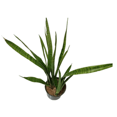 Snake Plant Green