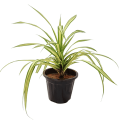 Chlorophytum Spider Plant