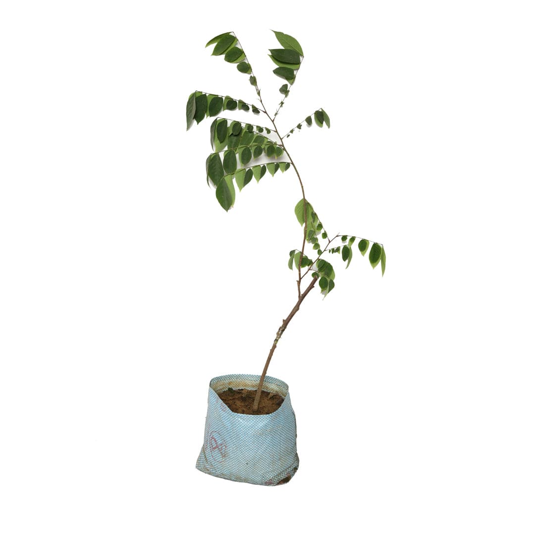 Star Fruit Grafted plant