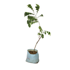 Star Fruit Grafted plant