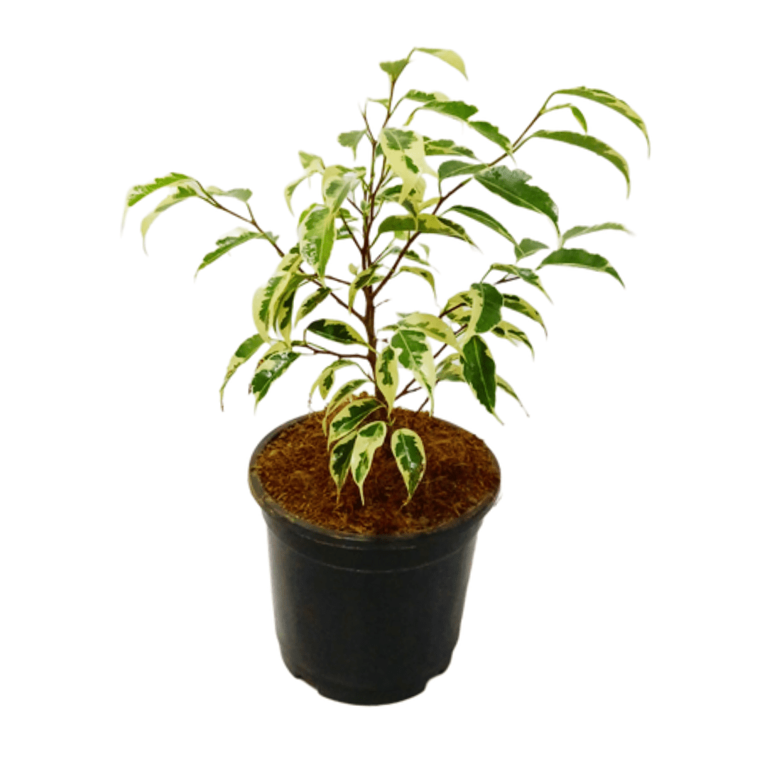 Starlight Ficus Plant 2-3 ft