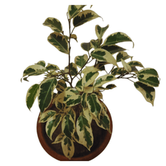 Starlight Ficus Plant 2-3 ft