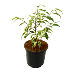 Starlight Ficus Plant 2-3 ft
