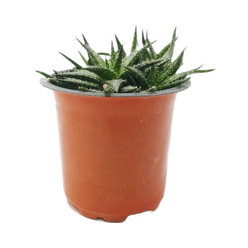 Best 3 Succulent Plant Combo - Succulent Star Zebra Haworthia & Haworthia Succulent