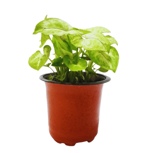Syngonium Yellow/ Neon Plant in 4’’ Pot