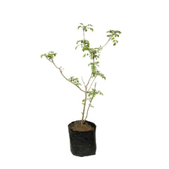 Tecoma Capensis (Orange) / Cape Honeysuckle