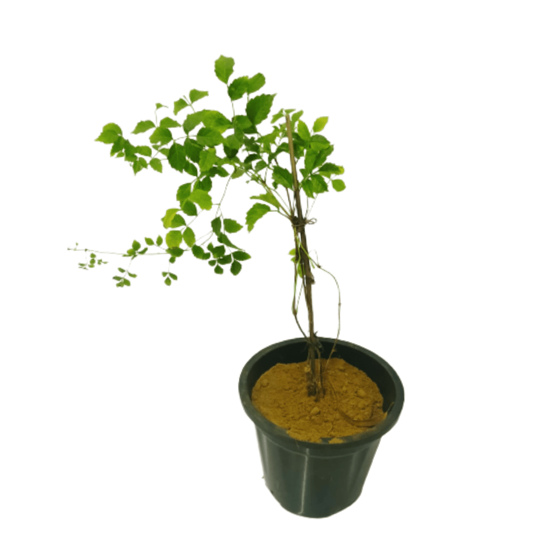 Tecoma Stans / Yellow Trumpetbush