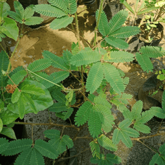 Touch Me Not Plant - Chui Mui