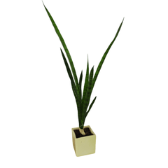 Square Shape - Ceramic Pot