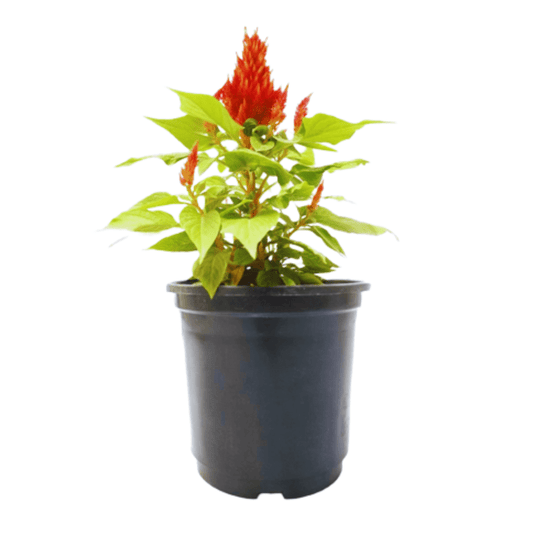 Celosia Plant: Cultivate vibrant garden beauty, Premium variety for unique blooms and color, Explore the beauty of Celosia in your garden