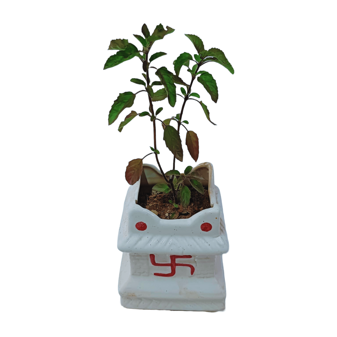buy online Krishna Tulsi plant with ceramic pot
