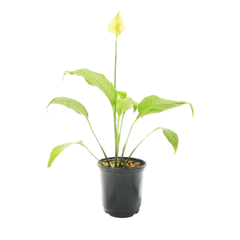 Peace Lily Plant 6 Inch