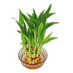 Lucky Bamboo Plant in Designer Glass Pot