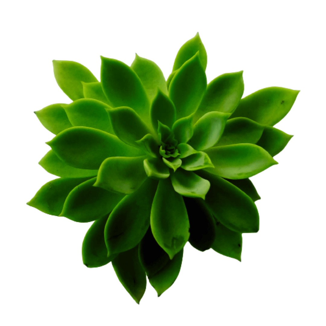 Echeveria Heart Signal Succulent