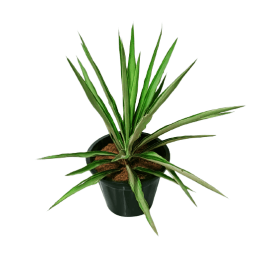 Yucca Plant / Needle Palm