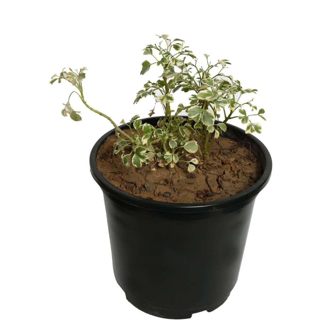 Variegated Mini White Aralia with Pot
