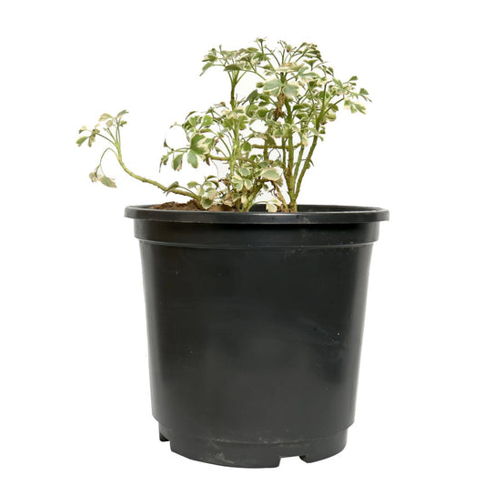 Variegated Mini White Aralia with Pot