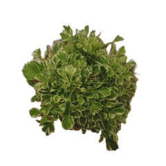 Variegated Mini White Aralia with Pot