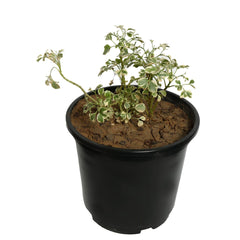 Variegated Mini White Aralia with Pot