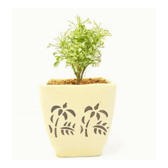 Variegated Mini White Aralia in Ceramic Pot