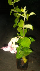 Tiger Allamanda Creeper