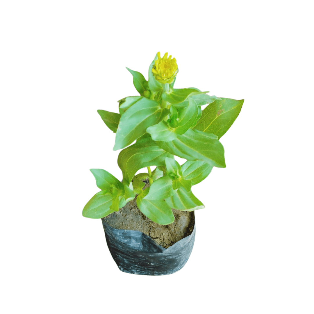 shop for best zinnia dreamland plant at ManBhawan Nursery