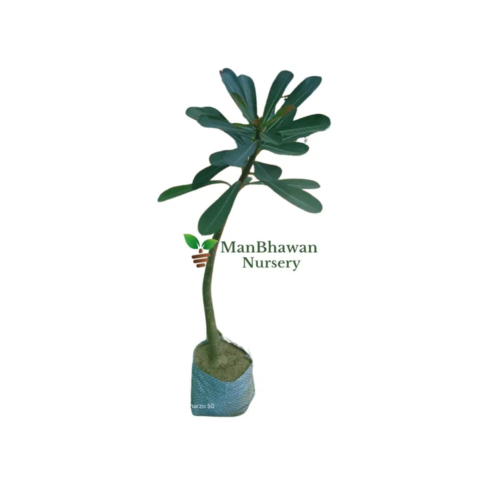 buy online adenium flower plant online