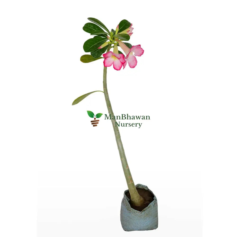 Adenium Flower