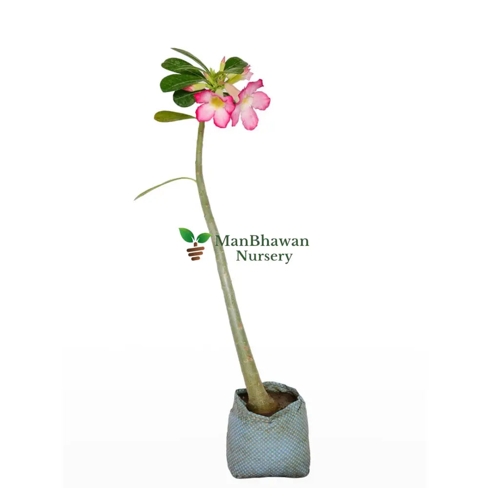 Adenium Flower