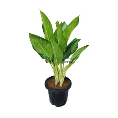 buy online aglaonema green plant