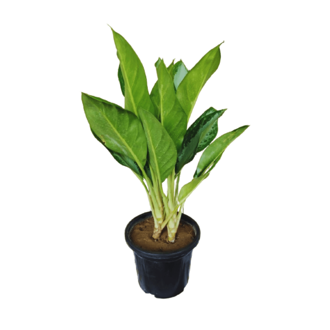 buy online aglaonema green plant