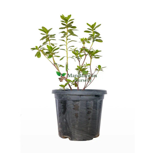 Ajalia Plant (Azalea Flower Plant)