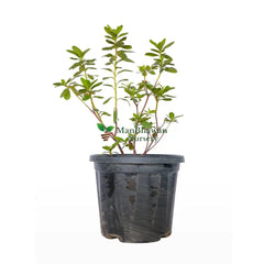 Ajalia Plant (Azalea Flower Plant)